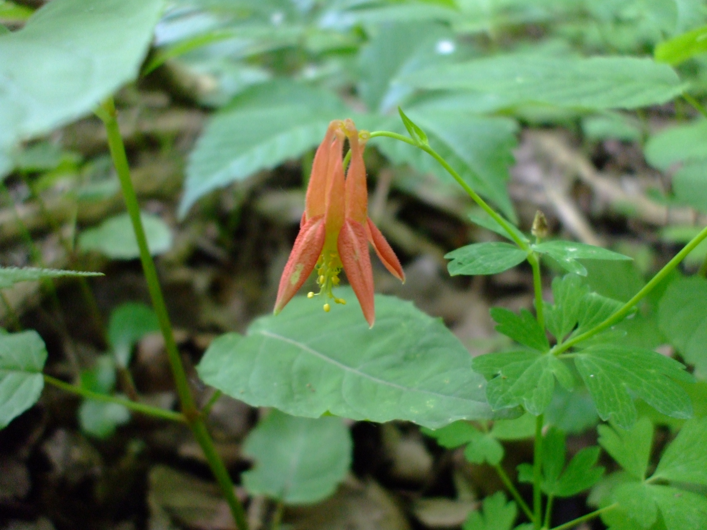 Aquilegia formosa